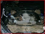 beetle1.jpg